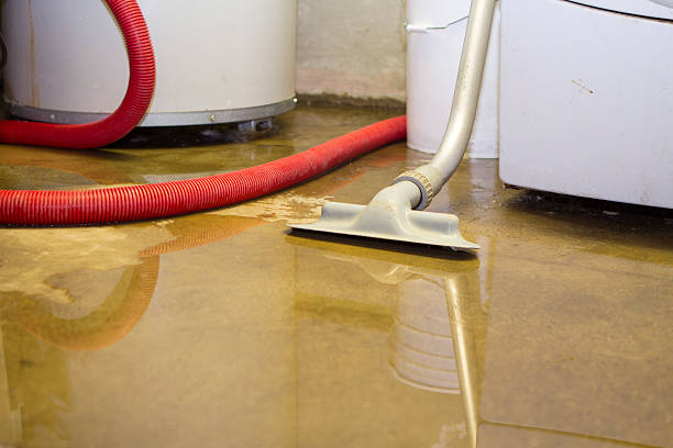 Best Mold removal after water damage  in Collinsville, VA